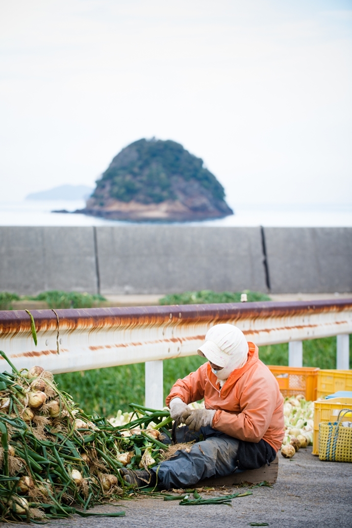 栽培、収穫はすべて津和地島民の手作業です