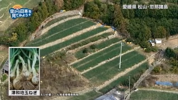 津和地島の玉ねぎ畑を空中から撮影しています